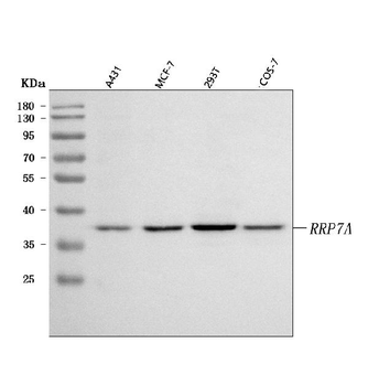 RRP7A Rabbit Polyclonal Antibody