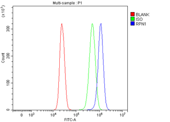 RPN1 Rabbit Polyclonal Antibody