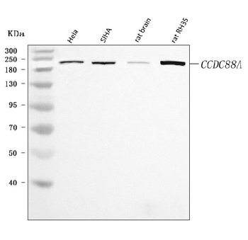 CCDC88A Rabbit Polyclonal Antibody