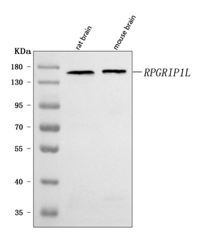 RPGRIP1L Rabbit Polyclonal Antibody