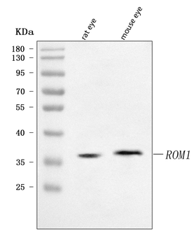 ROM1 Rabbit Polyclonal Antibody