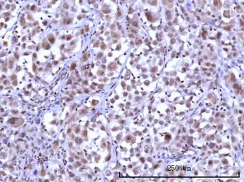 RNF40 Antibody