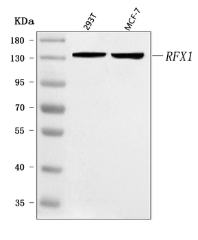 RFX1 Rabbit Polyclonal Antibody