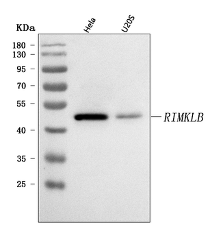 RIMKLB Rabbit Polyclonal Antibody