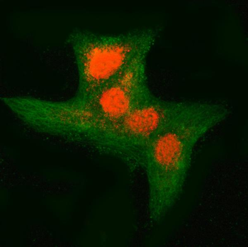 RNF34 Antibody