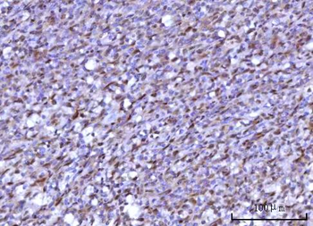 RNF34 Antibody