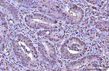 RNF34 Antibody