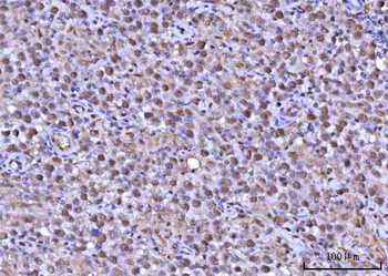 RNF34 Antibody