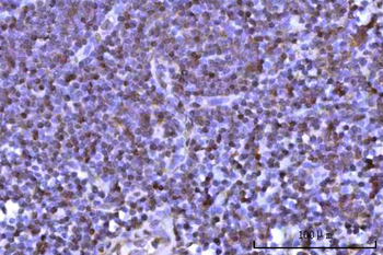 RNF34 Antibody