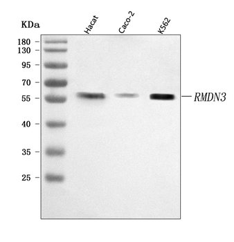 PTPIP51/RMDN3 Antibody