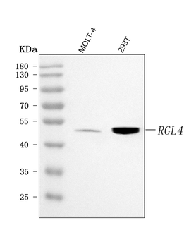RGL4 Rabbit Polyclonal Antibody