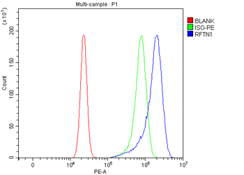RFTN1 Antibody