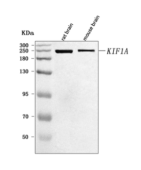 KIF1A Rabbit Polyclonal Antibody
