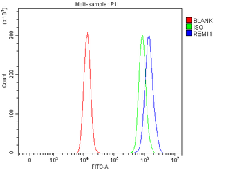 RBM11 Rabbit Polyclonal Antibody