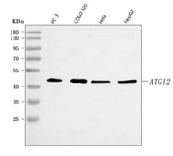 ATG12 Rabbit Polyclonal Antibody