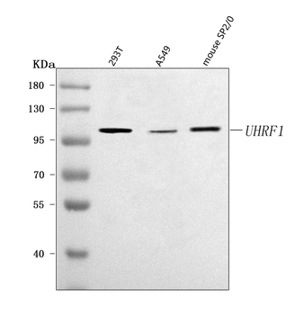 UHRF1 Rabbit Polyclonal Antibody