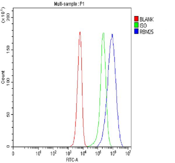 RBM25 Antibody