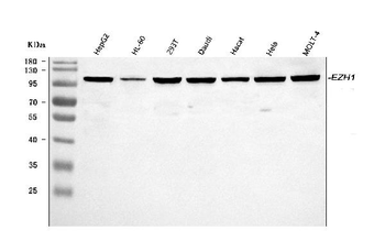 EZH1 Rabbit Polyclonal Antibody