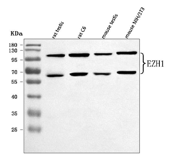 EZH1 Rabbit Polyclonal Antibody