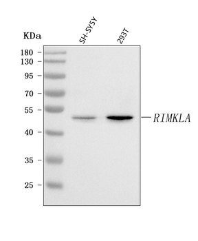 RIMKLA Rabbit Polyclonal Antibody