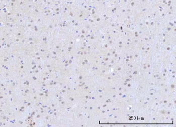 RBM22 Antibody