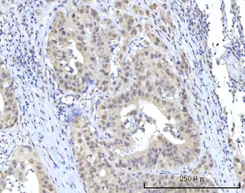 RBM22 Antibody