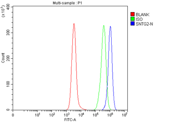 SNTG2 Rabbit Polyclonal Antibody
