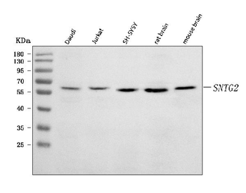 SNTG2 Rabbit Polyclonal Antibody