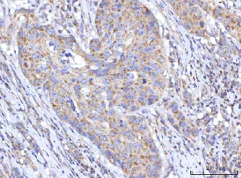 C18orf22/RBFA Antibody