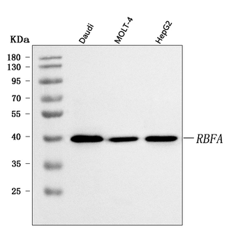 C18orf22/RBFA Antibody
