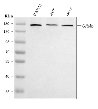 Metabotropic Glutamate Receptor 5/GRM5 Rabbit Polyclonal Antibody