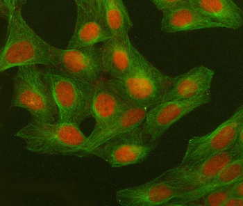 GWL/MASTL Antibody