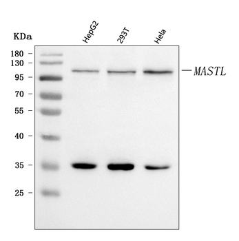 GWL/MASTL Antibody