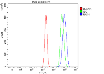 RAI14 Rabbit Polyclonal Antibody