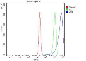 C19orf2/URI1 Rabbit Polyclonal Antibody