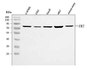C19orf2/URI1 Rabbit Polyclonal Antibody