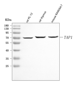 Tap1 Rabbit Polyclonal Antibody