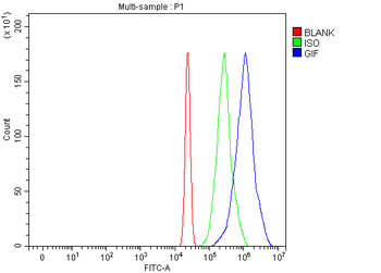 CBLIF Antibody