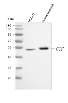 CBLIF Antibody