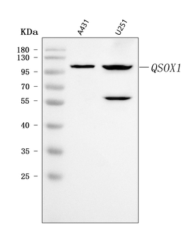 Quiescin Q6/QSOX1 Antibody
