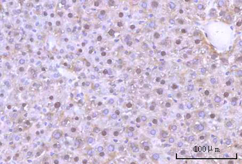 Nesprin3/SYNE3 Antibody