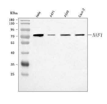 NAF1 Rabbit Polyclonal Antibody
