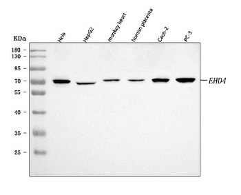 EHD4 Rabbit Polyclonal Antibody