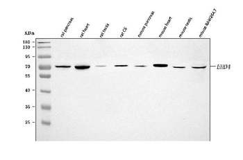 EHD4 Rabbit Polyclonal Antibody