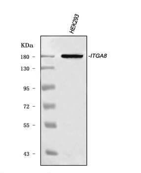 ITGA8 Rabbit Polyclonal Antibody