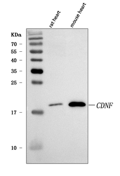 CDNF Rabbit Polyclonal Antibody