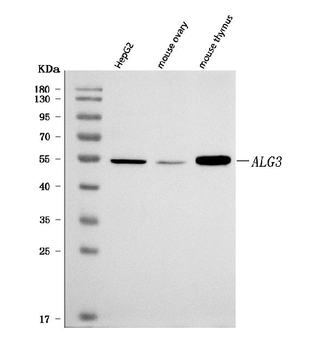 ALG3 Antibody