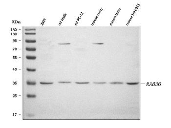 RAB36 Rabbit Polyclonal Antibody