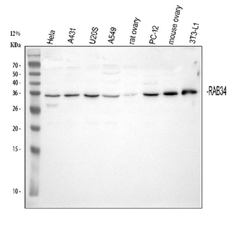 RAB34 Antibody