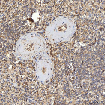 RBMS1 Antibody